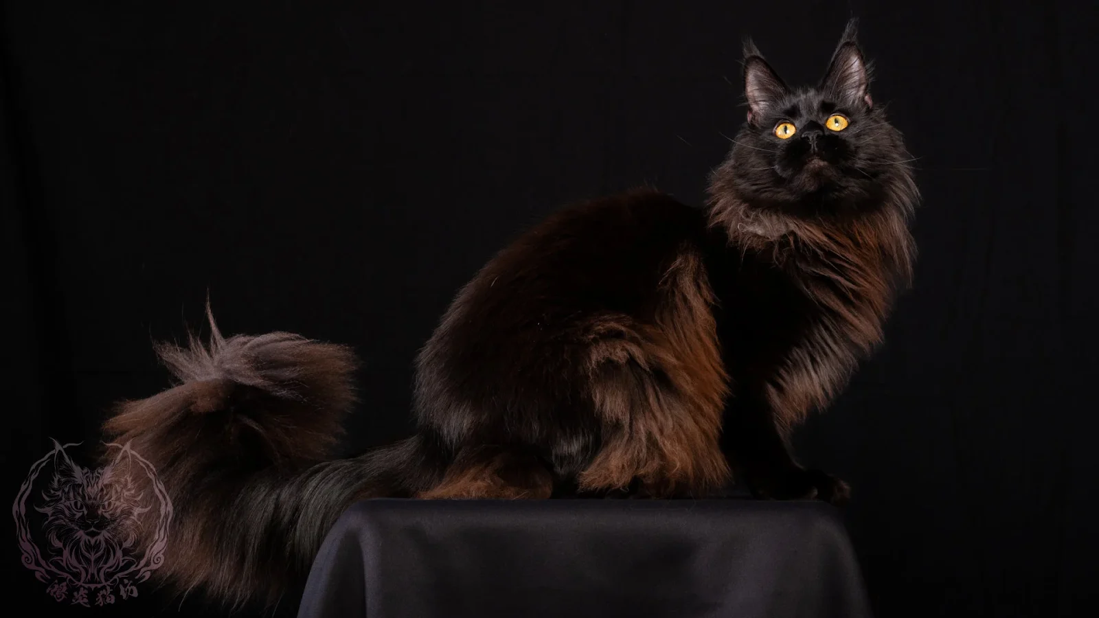 黑煙燻緬因貓 ns