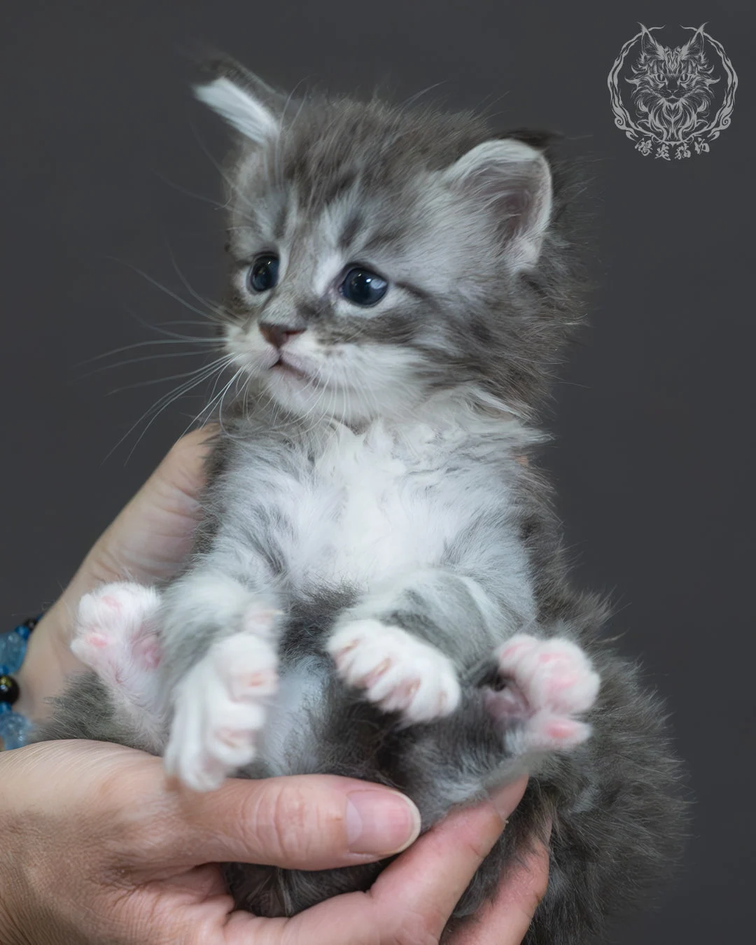 藍銀虎斑緬因貓 1