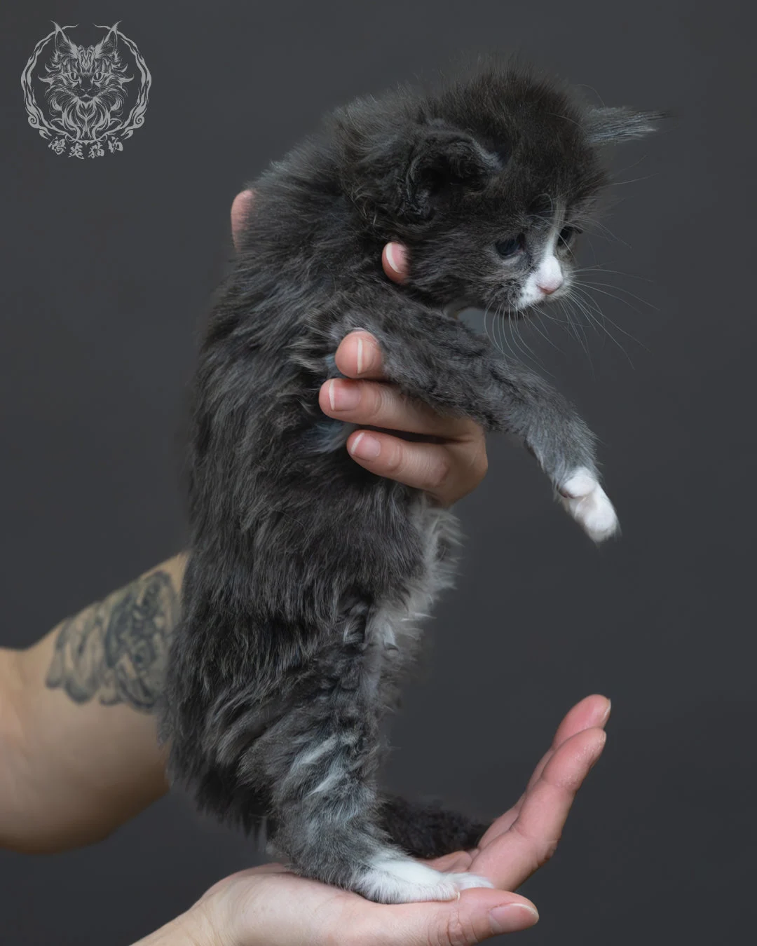 藍煙燻緬因貓 7