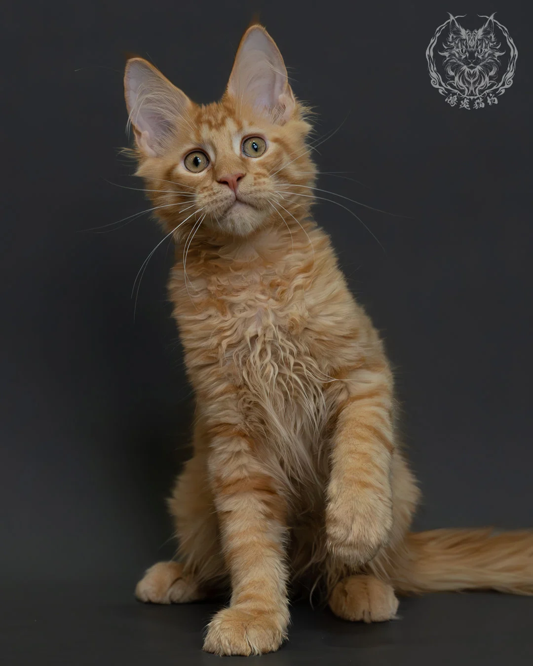 紅虎斑緬因貓 9