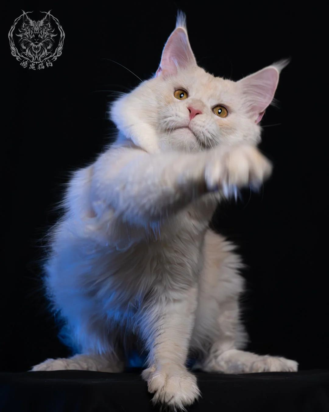 乳煙陰影緬因貓 1