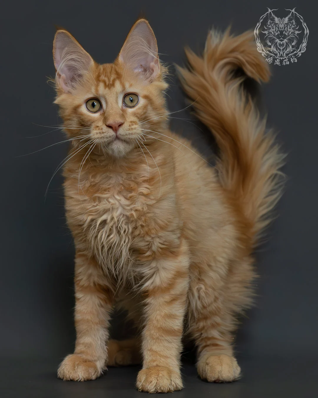 紅虎斑緬因貓 1