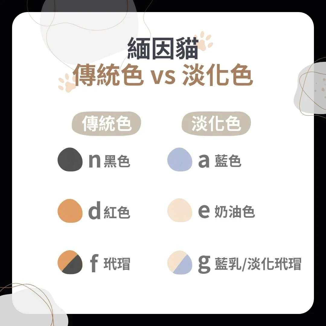 緬因貓傳統色vs淡化色