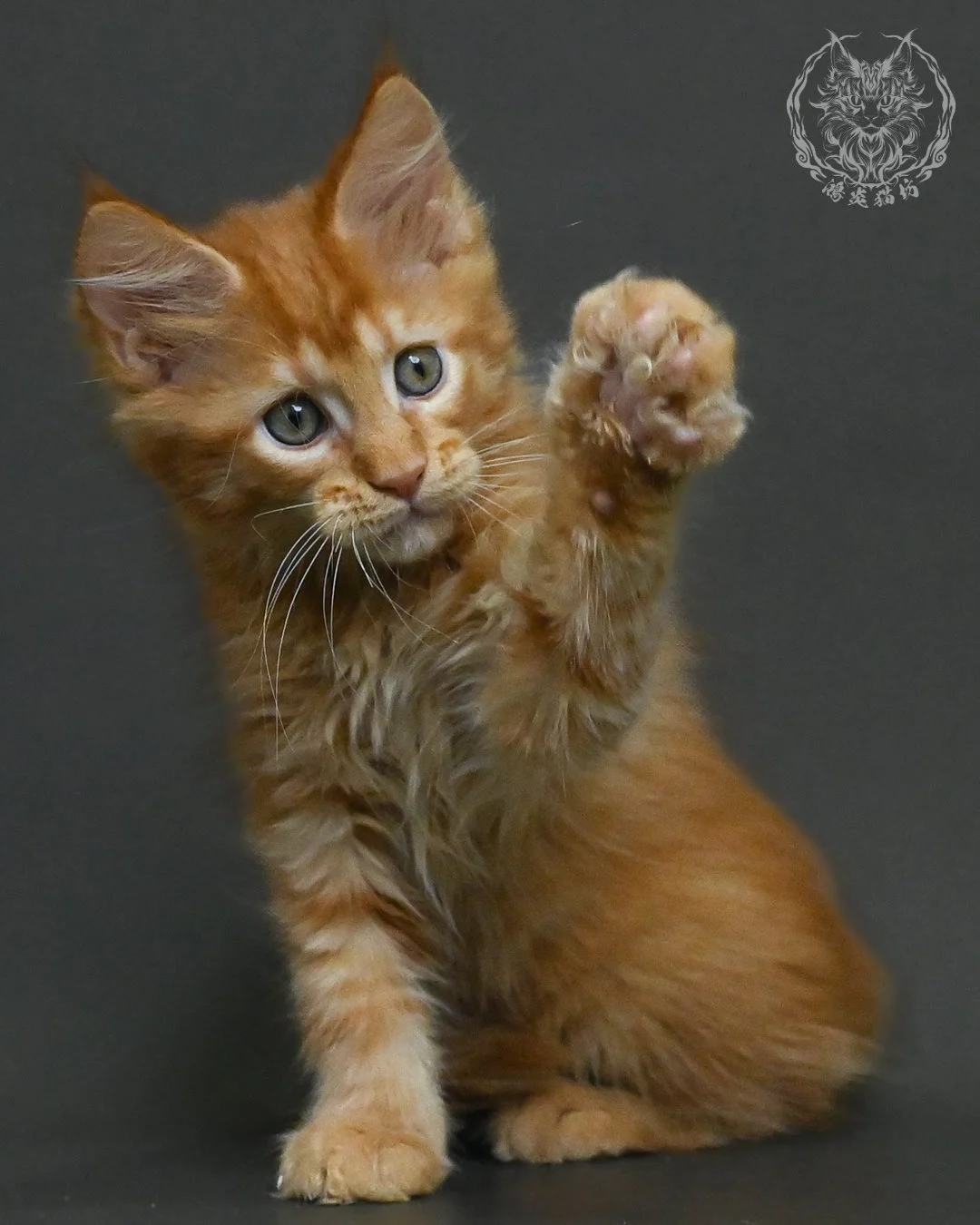 紅虎斑緬因貓 8