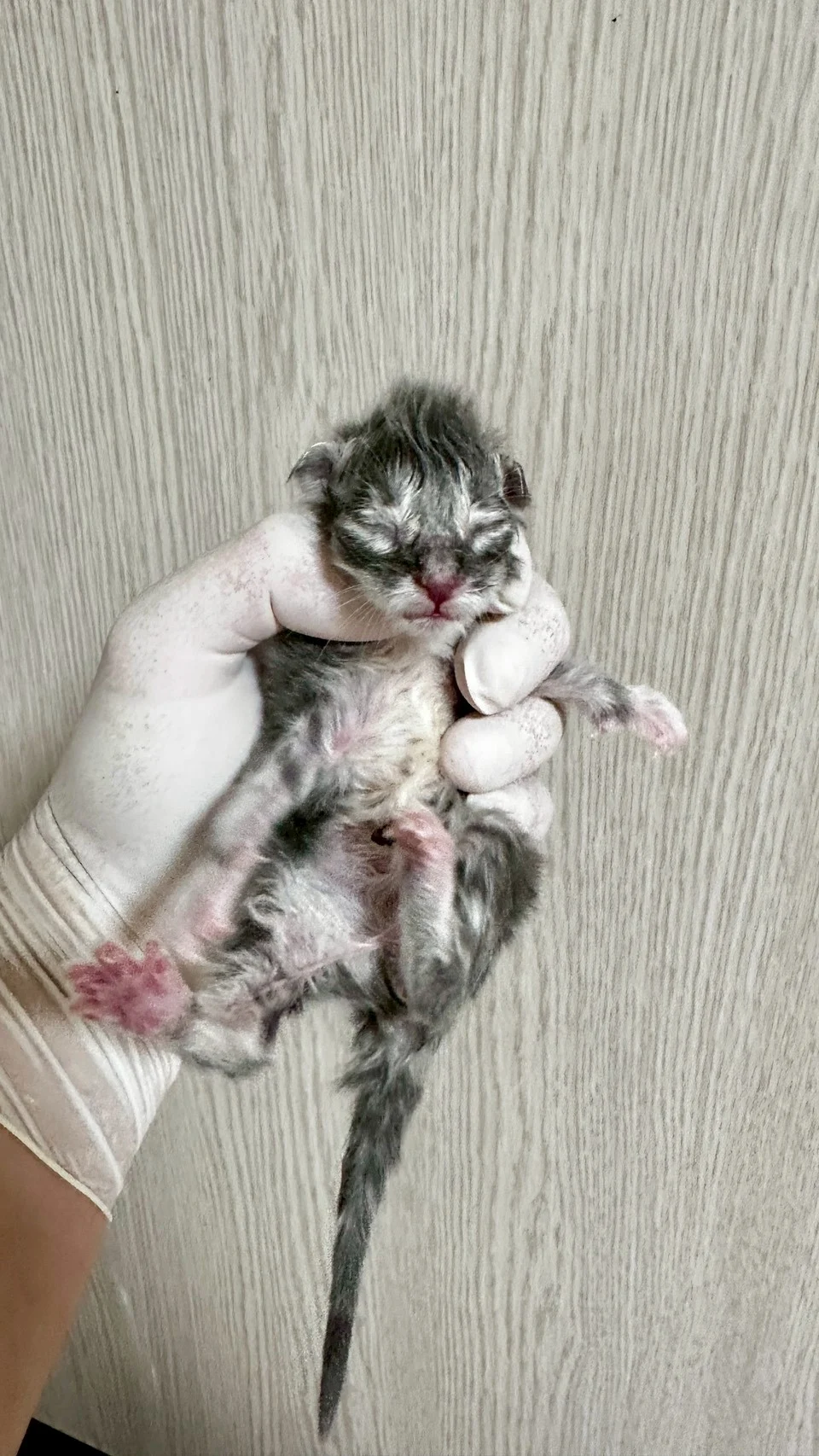 藍銀虎斑緬因貓