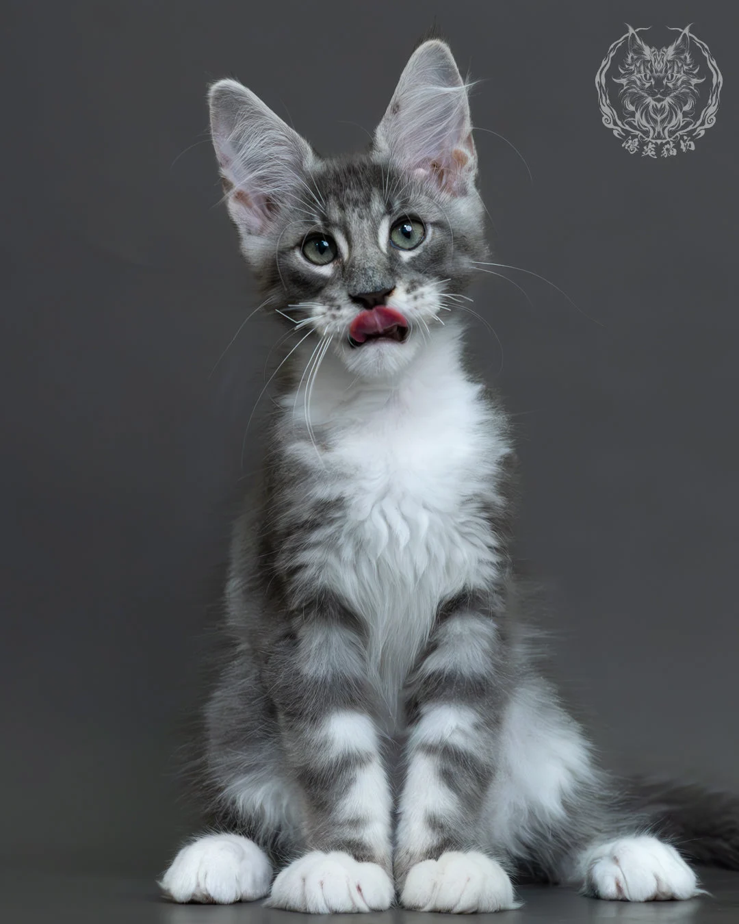 藍銀虎斑緬因貓 10