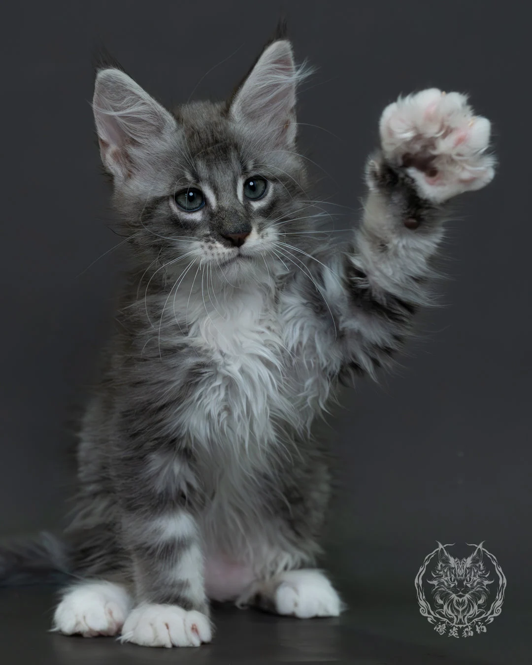 藍銀虎斑緬因貓 17