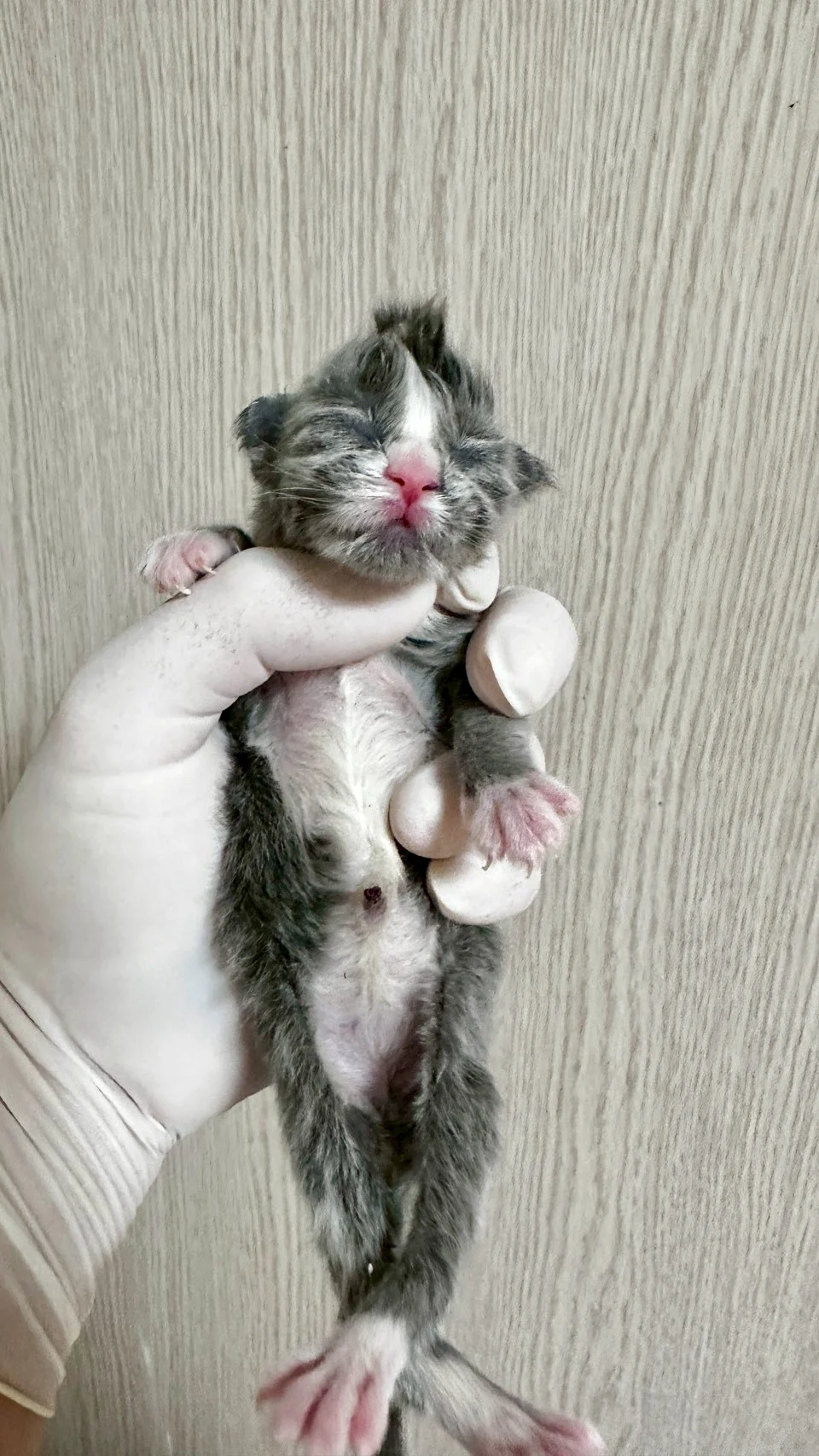 藍銀虎斑緬因貓