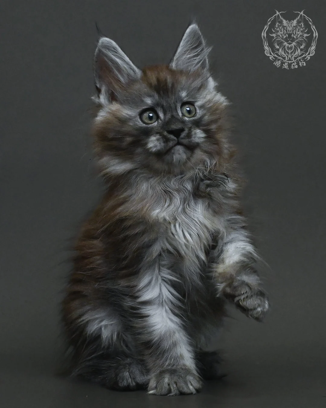 黑銀虎斑緬因貓 10