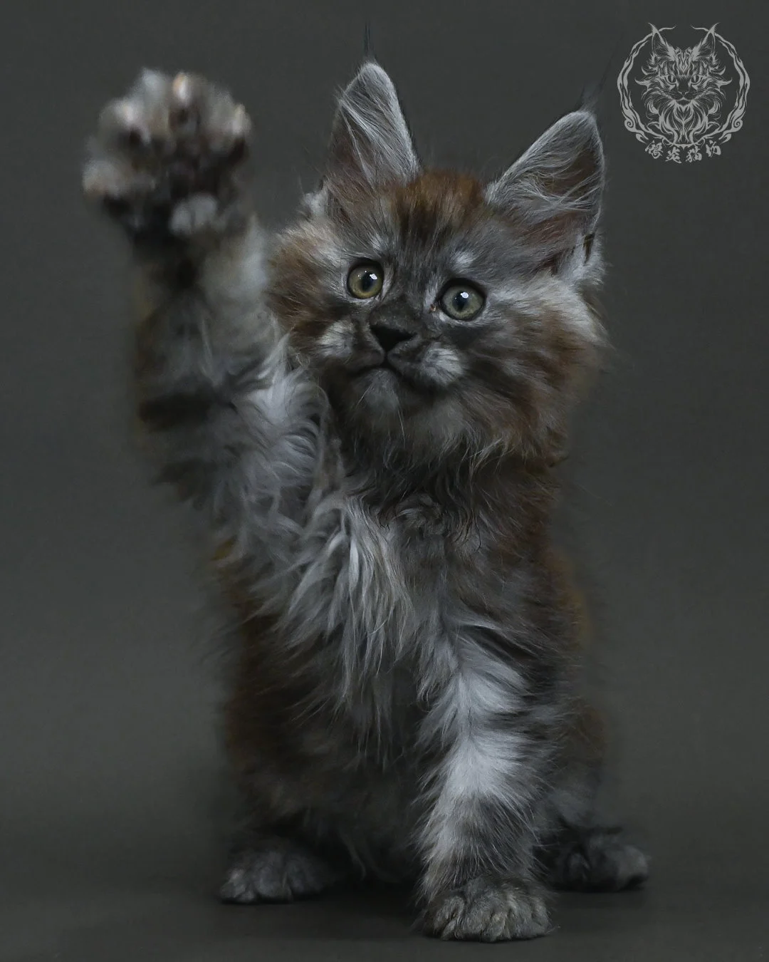 黑銀虎斑緬因貓 2