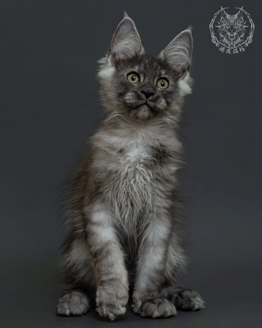 黑銀虎斑緬因貓 9