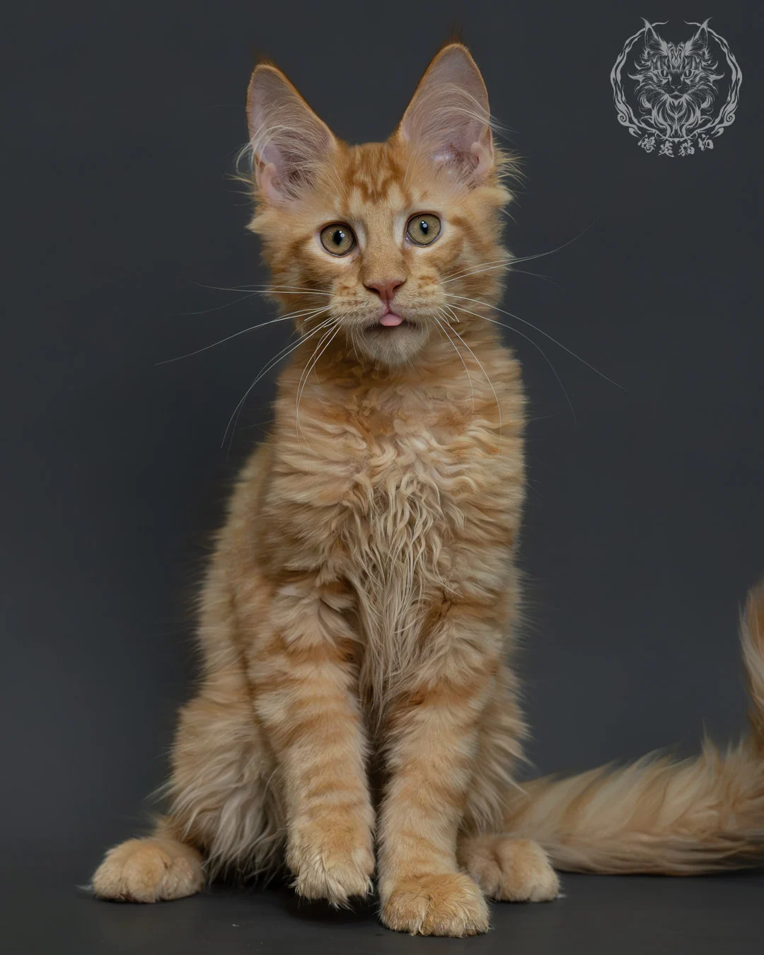 紅虎斑緬因貓 14