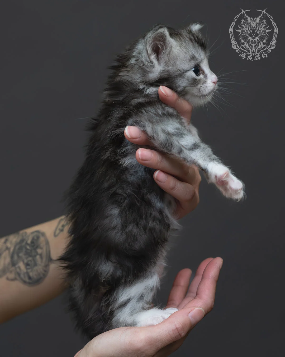 黑銀虎斑緬因貓 2