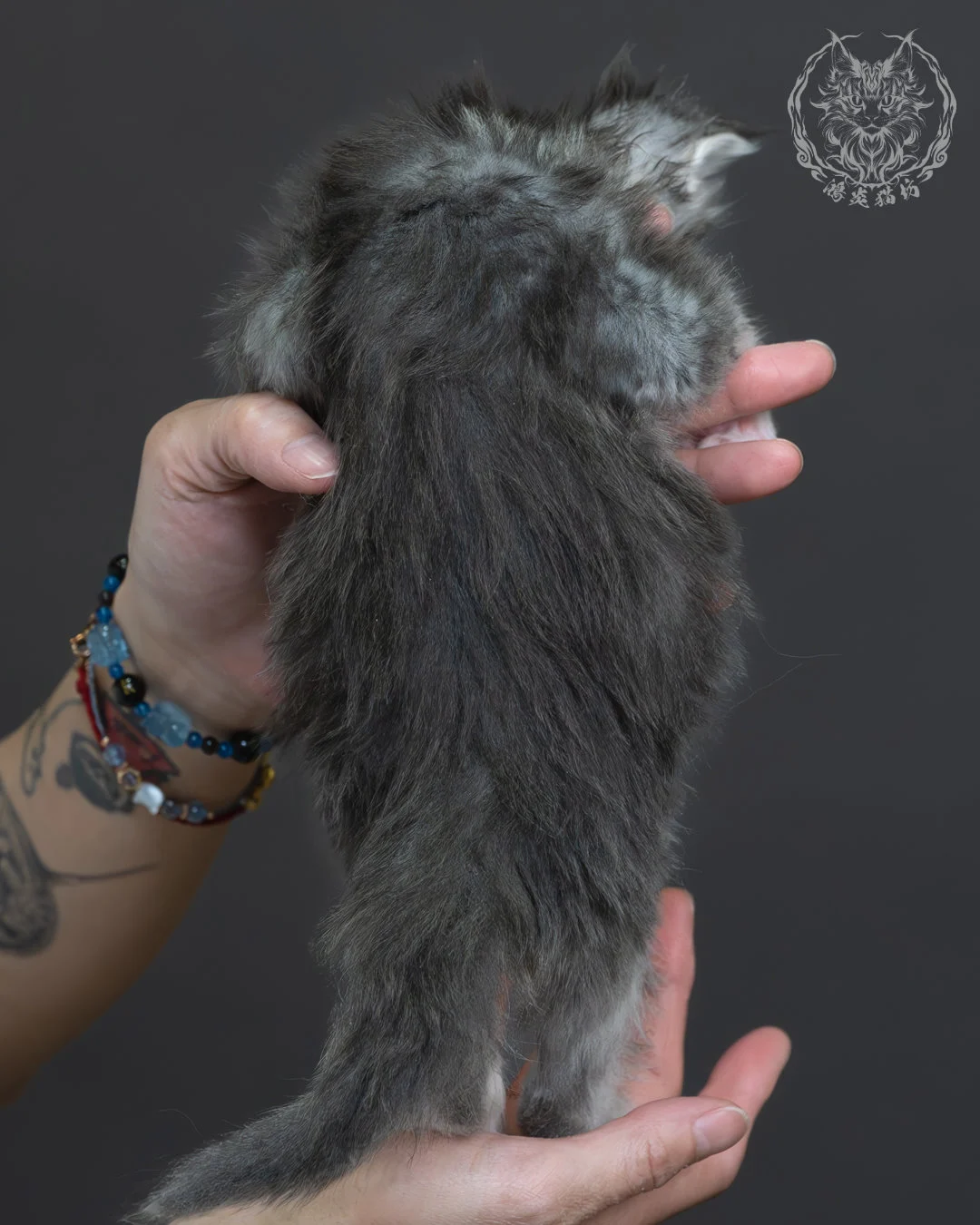 藍銀虎斑緬因貓 7