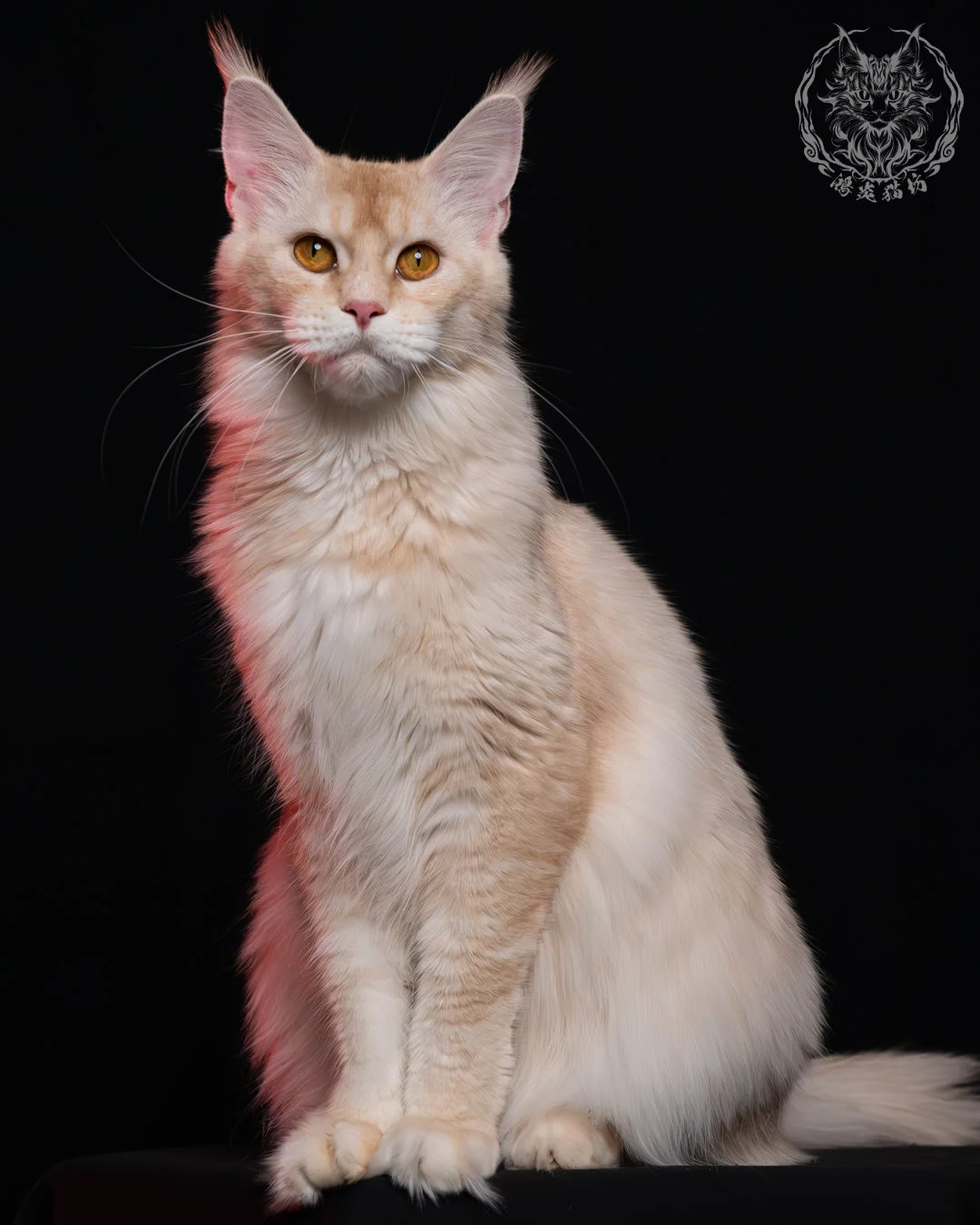 乳銀陰影緬因貓 6