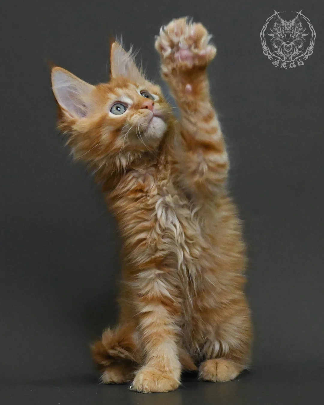 紅虎斑緬因貓 10