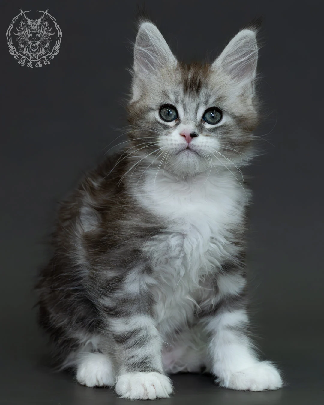 黑銀虎斑緬因貓 4