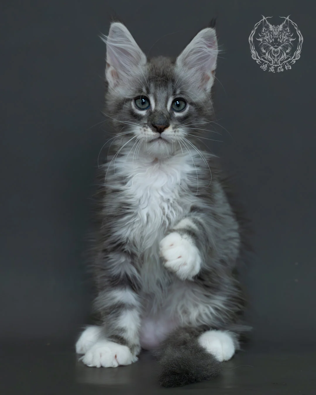 藍銀虎斑緬因貓 12