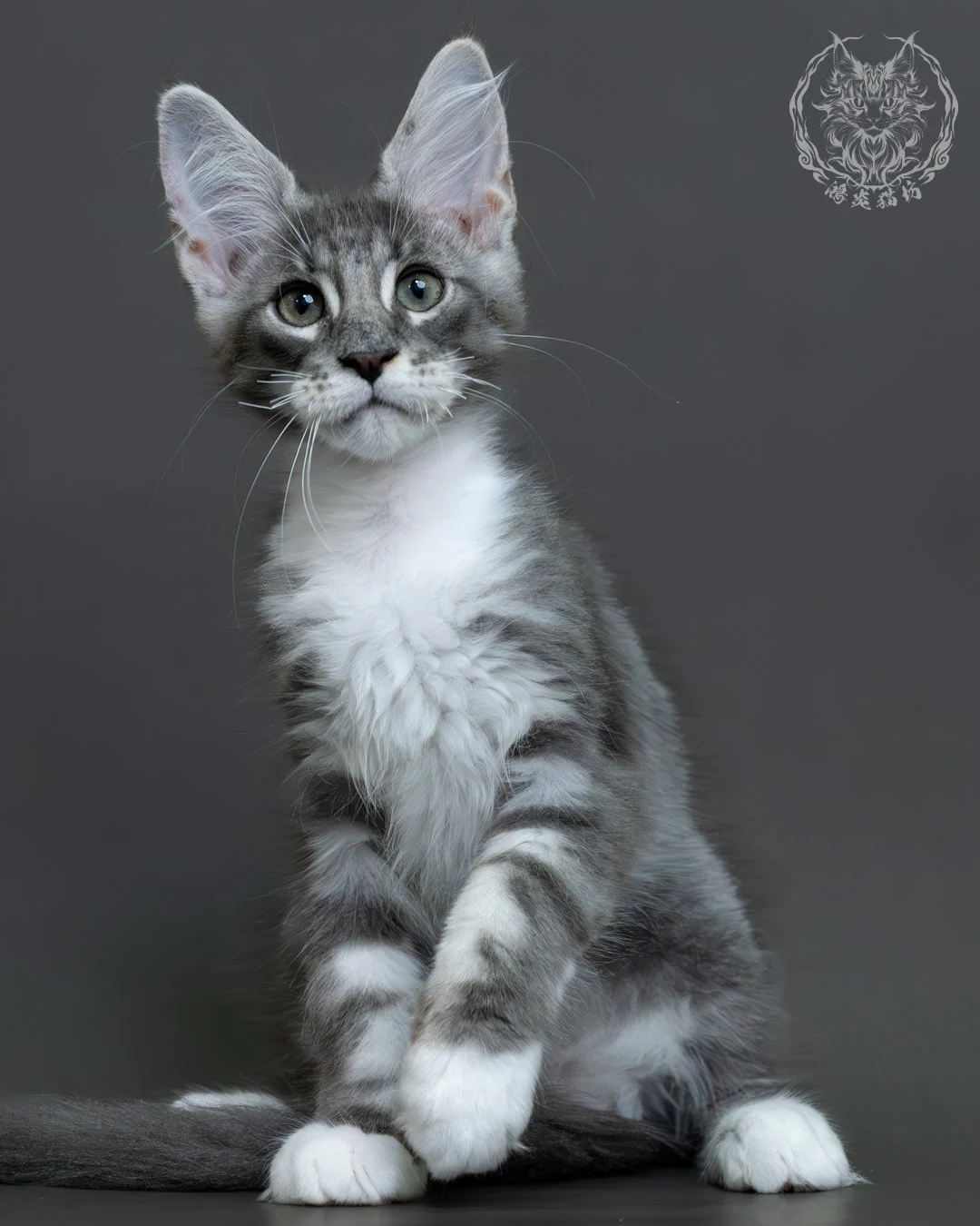 藍銀虎斑緬因貓 2