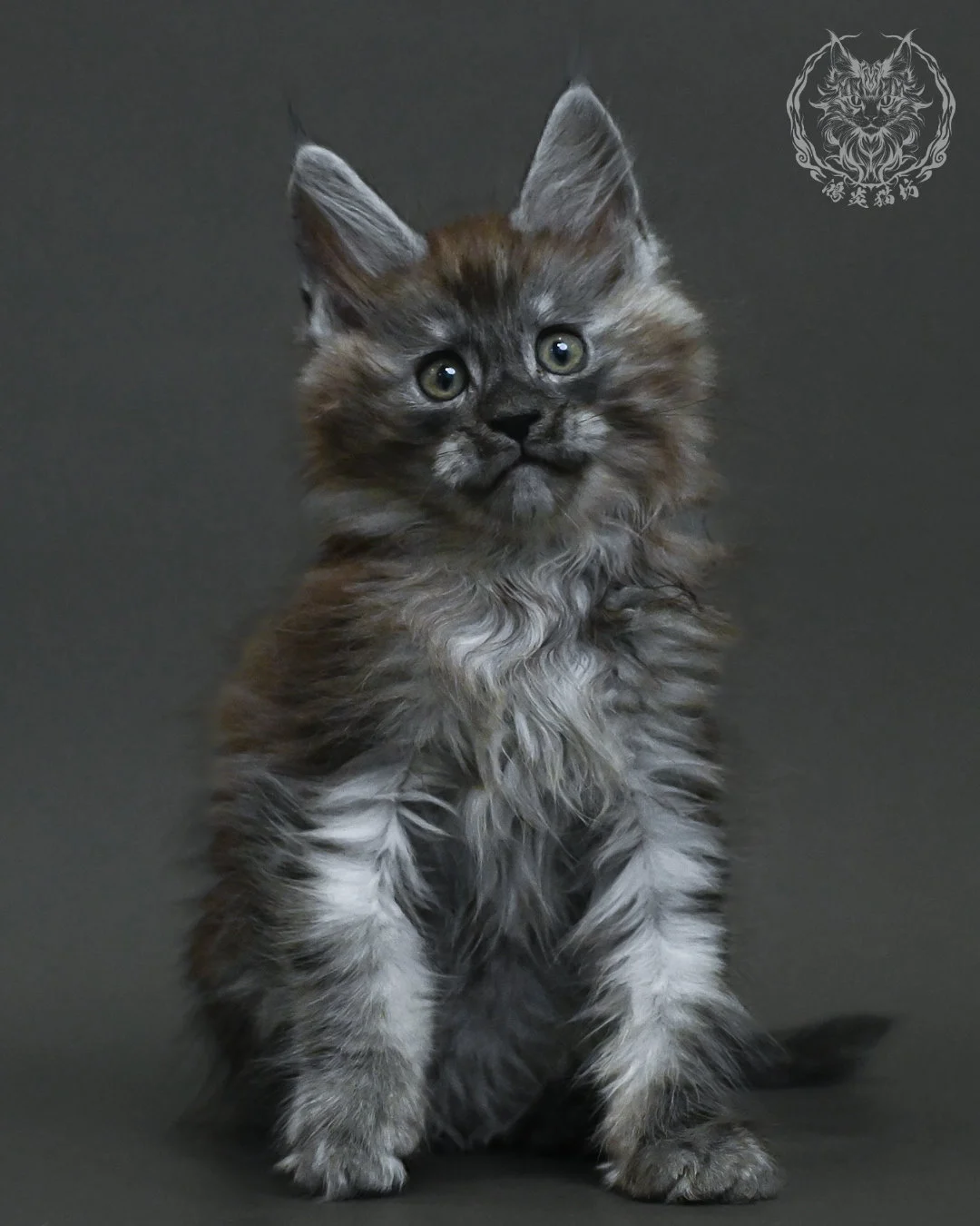 黑銀虎斑緬因貓 15