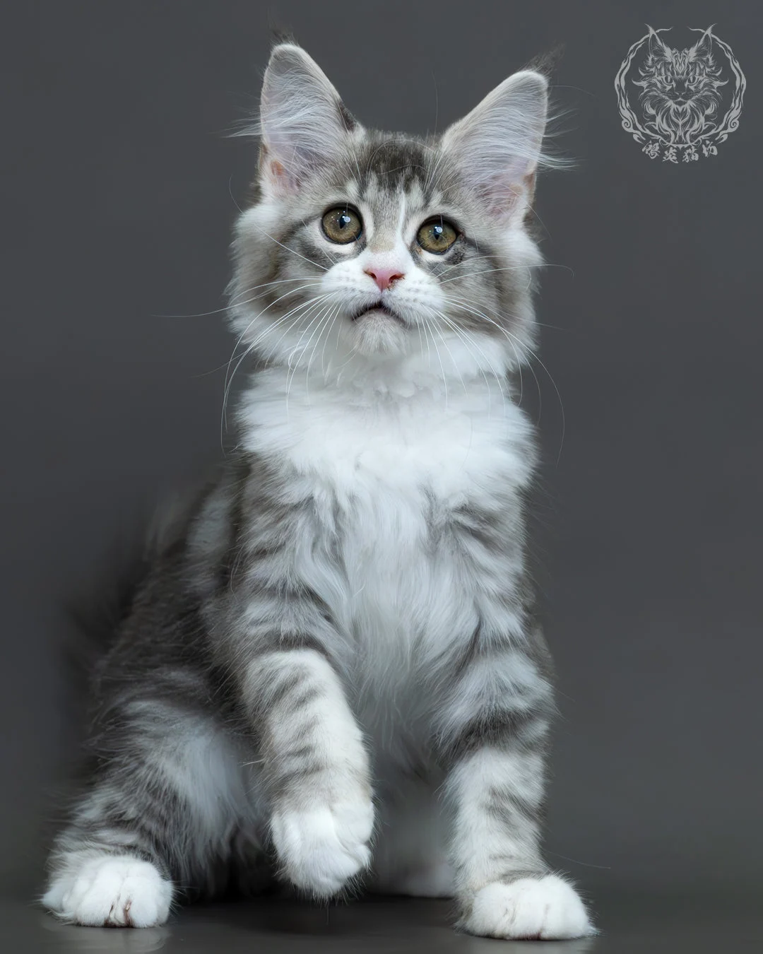 藍銀虎斑緬因貓 16