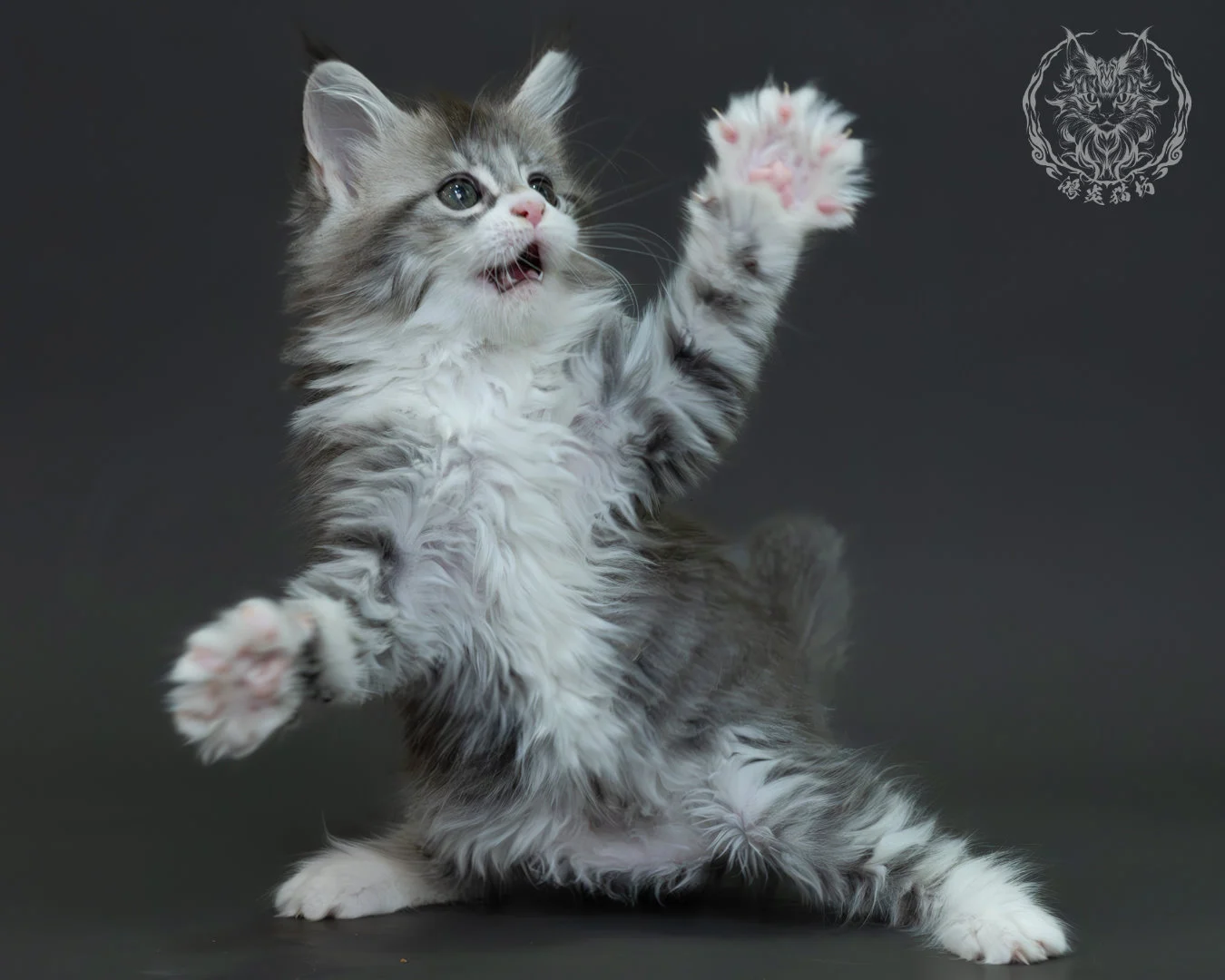 藍銀虎斑緬因貓 9