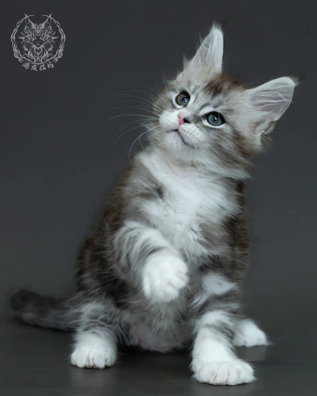 黑銀虎斑緬因貓 3