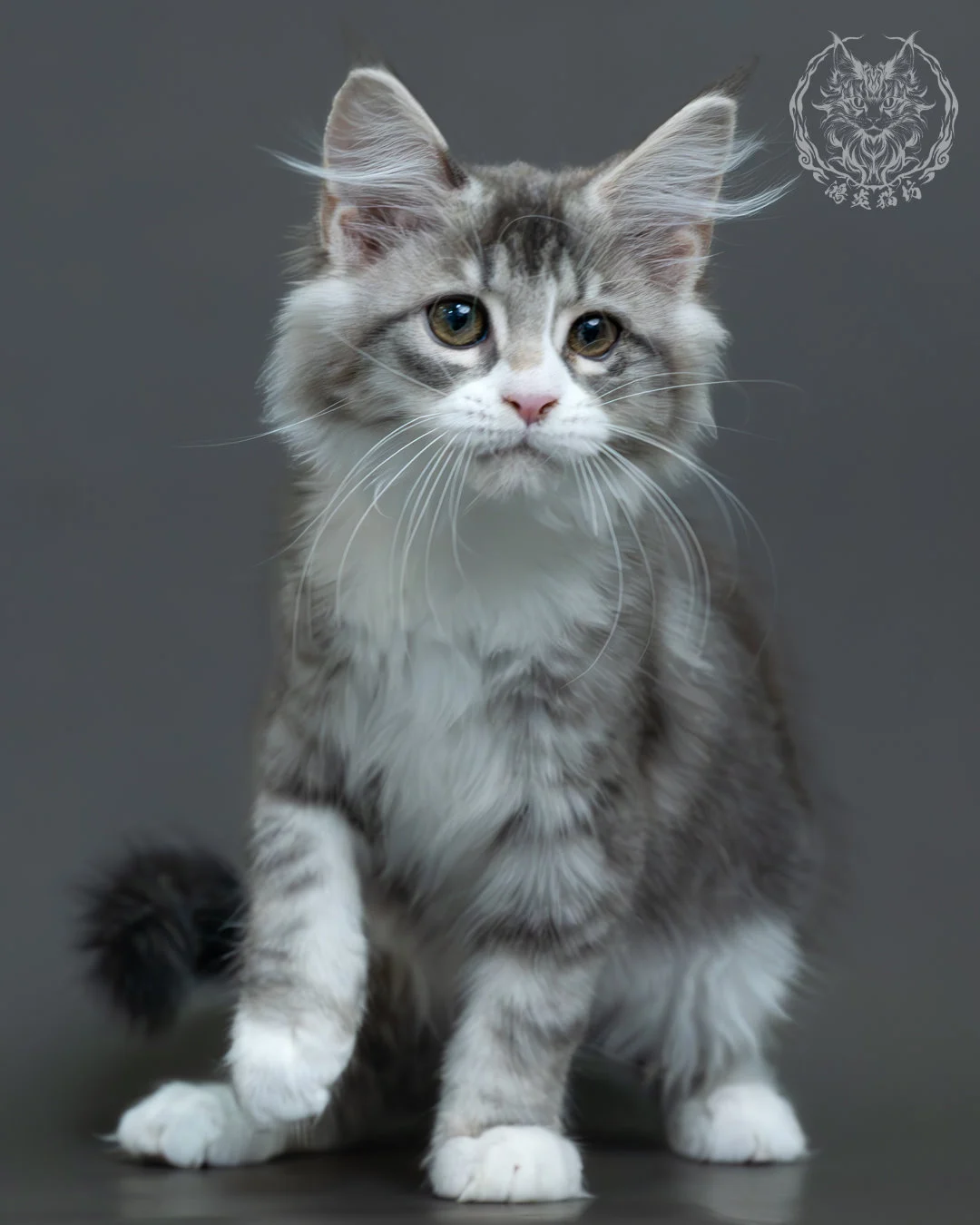 藍銀虎斑緬因貓 1