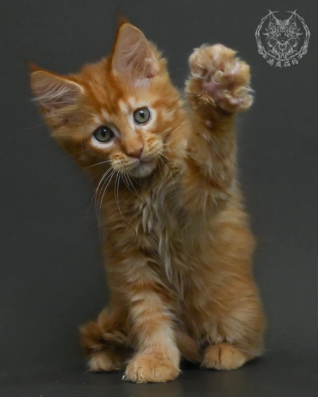 紅虎斑緬因貓 11