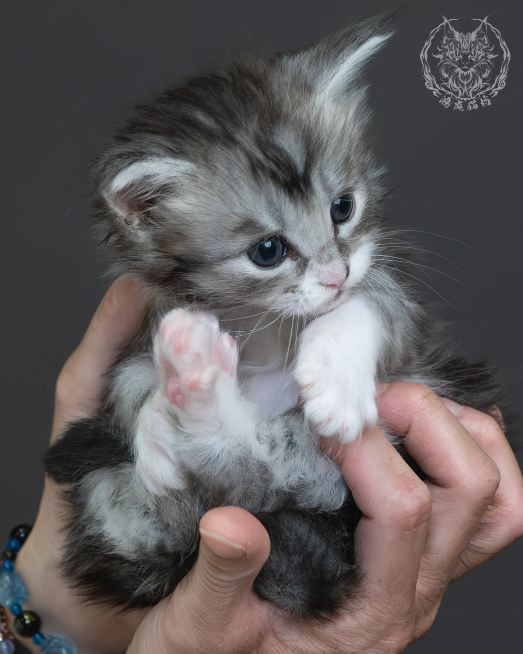 黑銀虎斑緬因貓 8