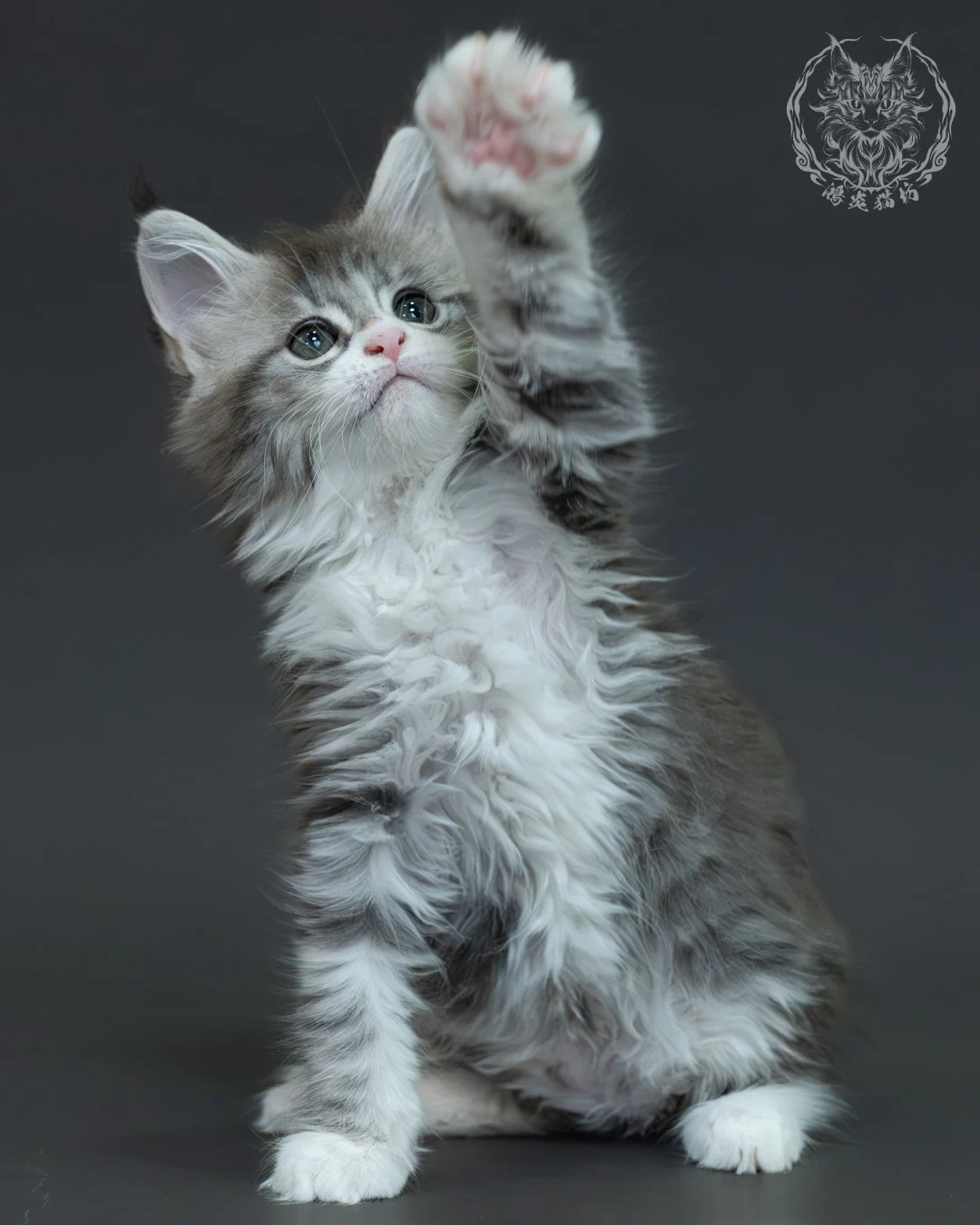 藍銀虎斑緬因貓 3