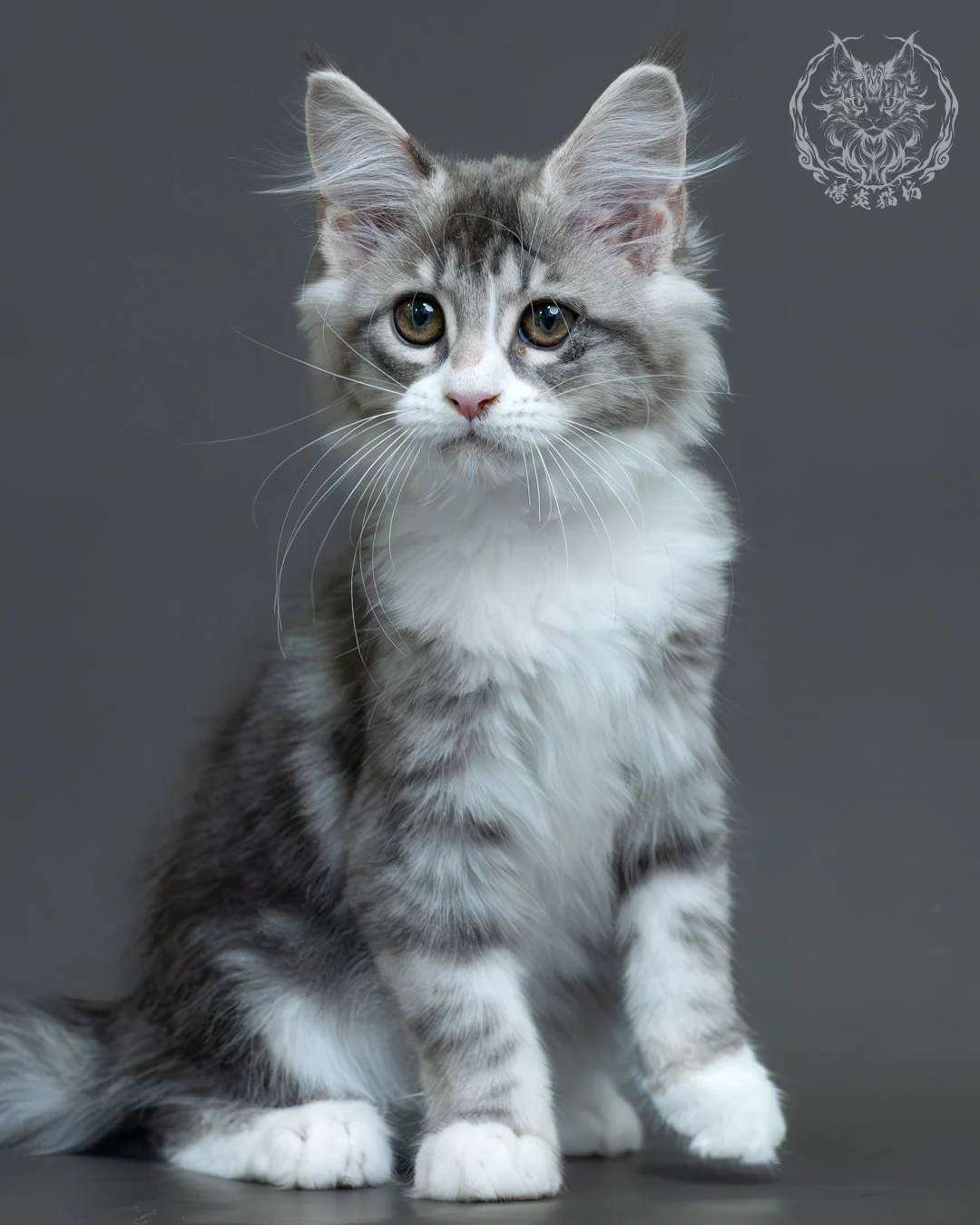 藍銀虎斑緬因貓 6