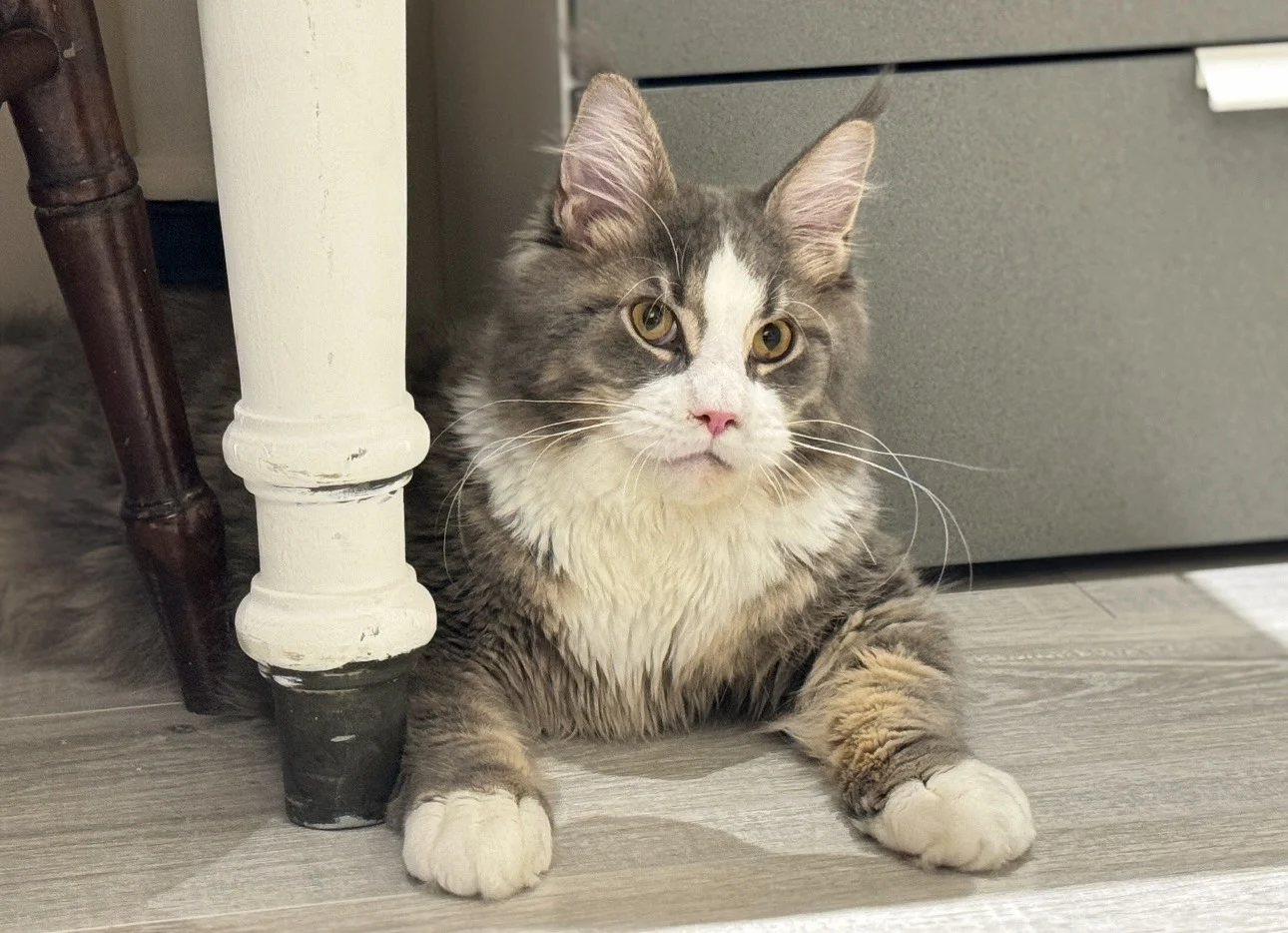 藍白賓士緬因貓十一五官特寫與毛量細節