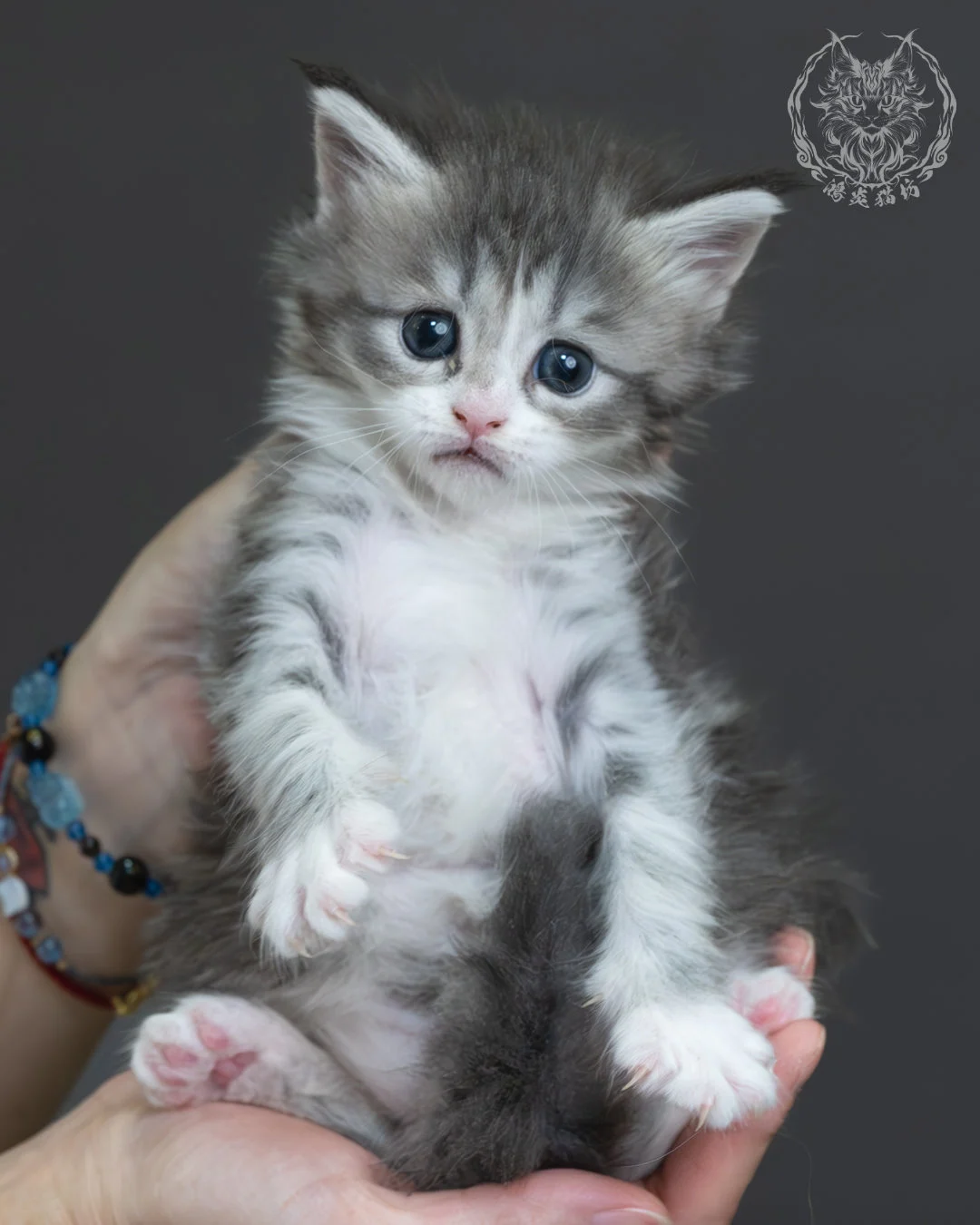 藍銀虎斑緬因貓 1