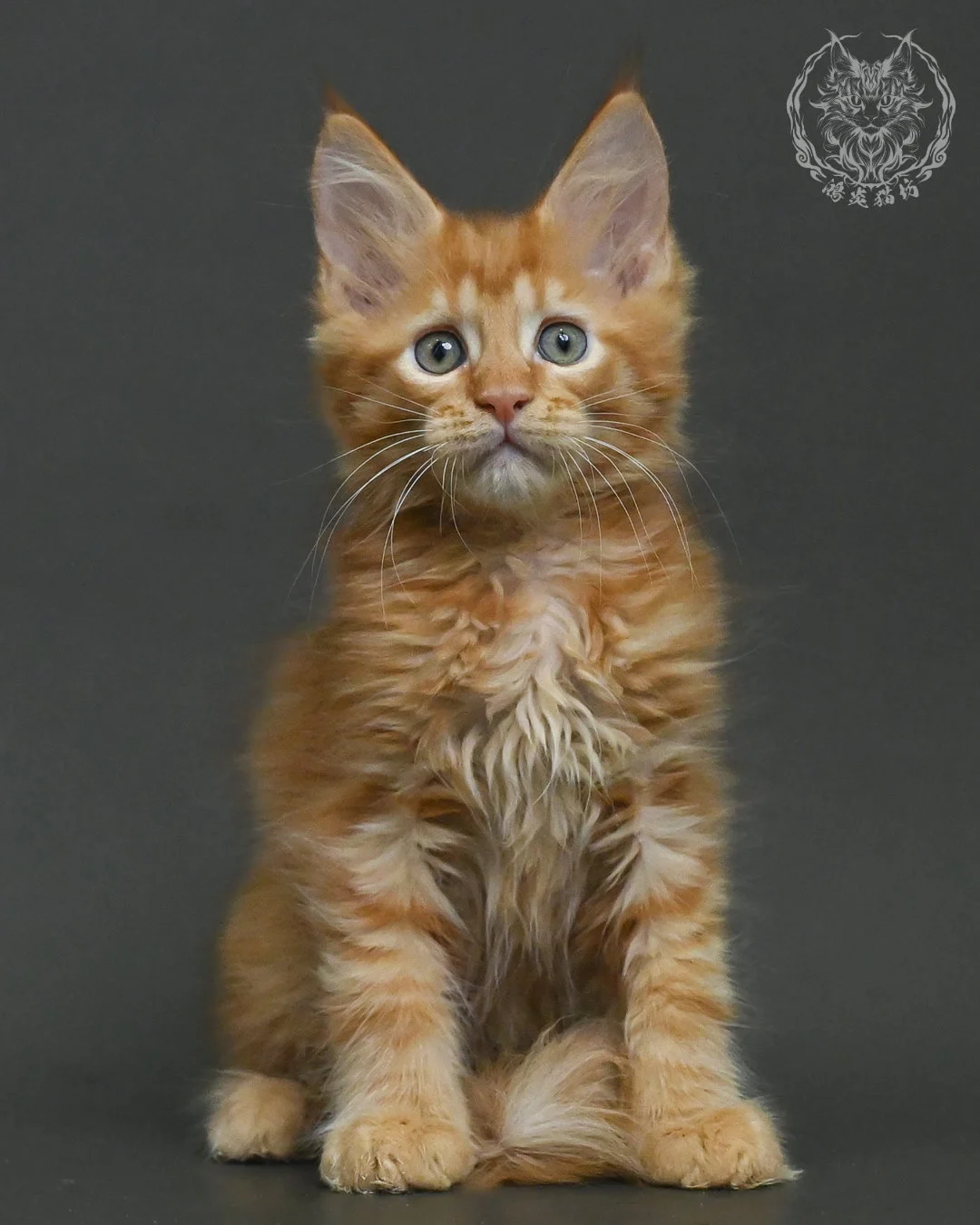 紅虎斑緬因貓 5