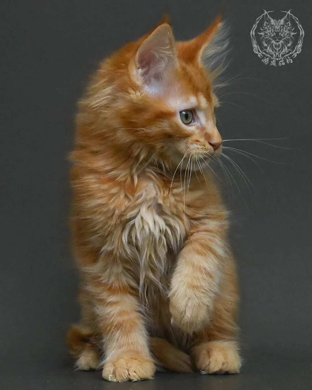 紅虎斑緬因貓 14