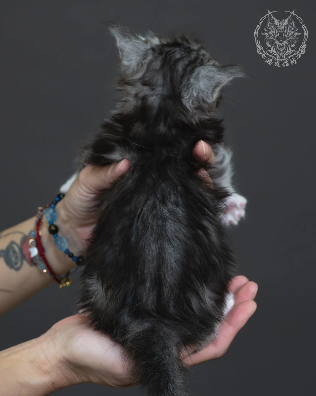 黑銀虎斑緬因貓 3