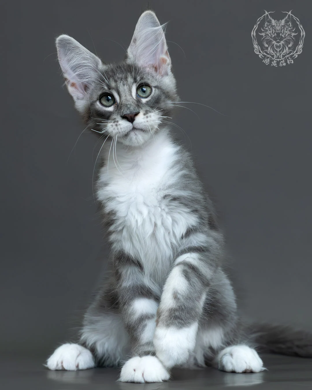 藍銀虎斑緬因貓 4