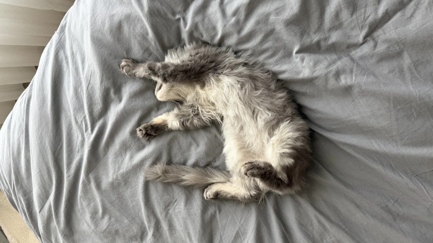 Han Solo Blue Silver Tabby Maine Coon Resting 1