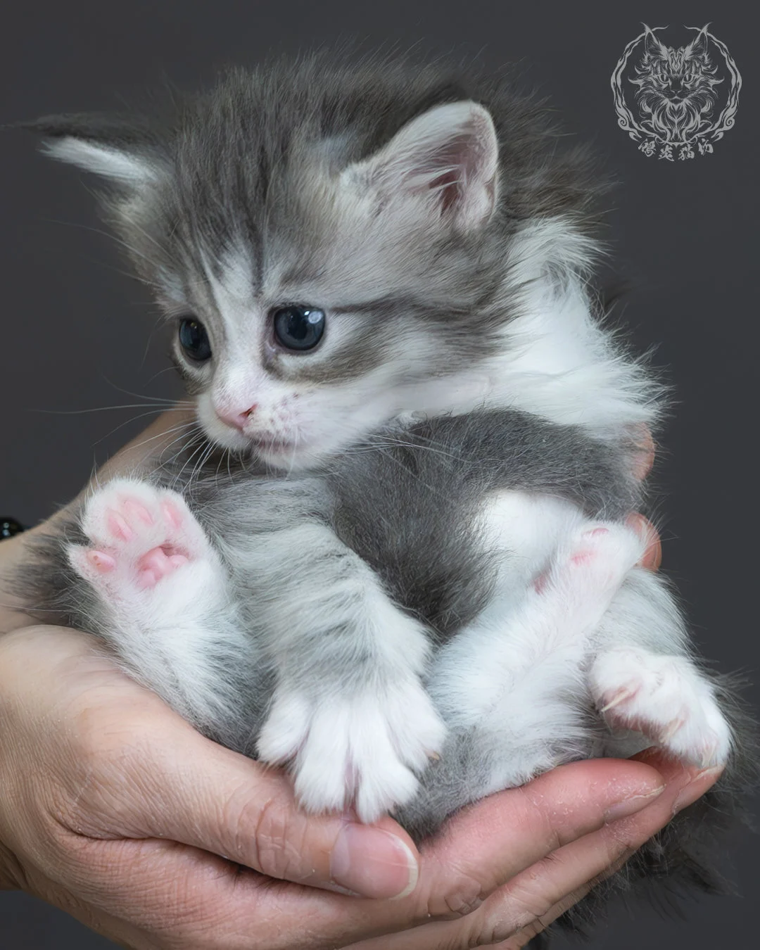 藍銀虎斑緬因貓 2