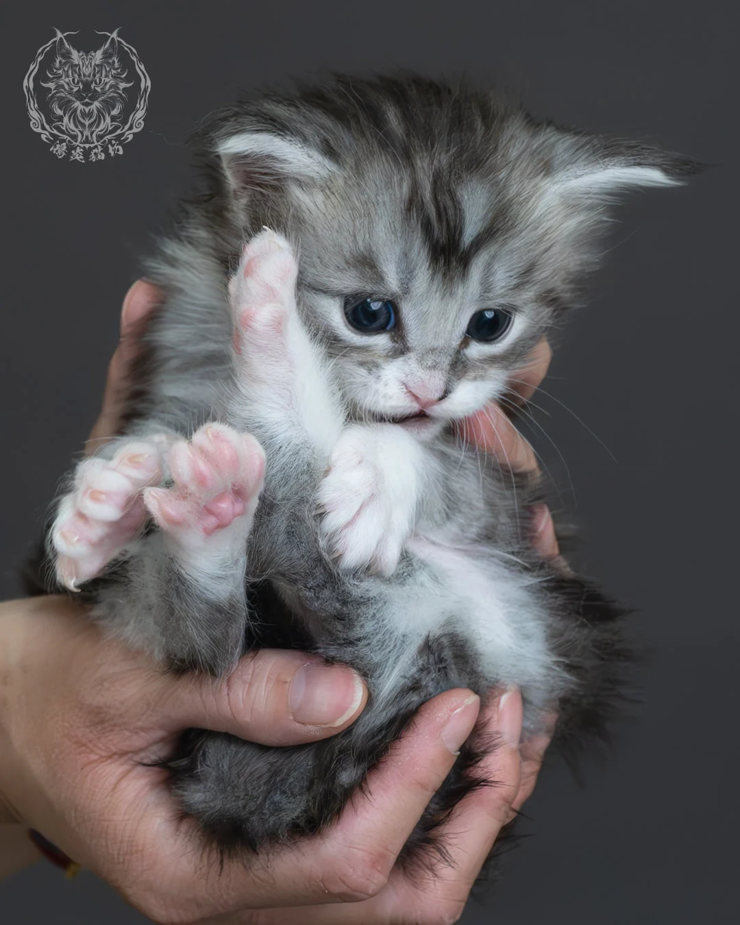 黑銀虎斑緬因貓 6