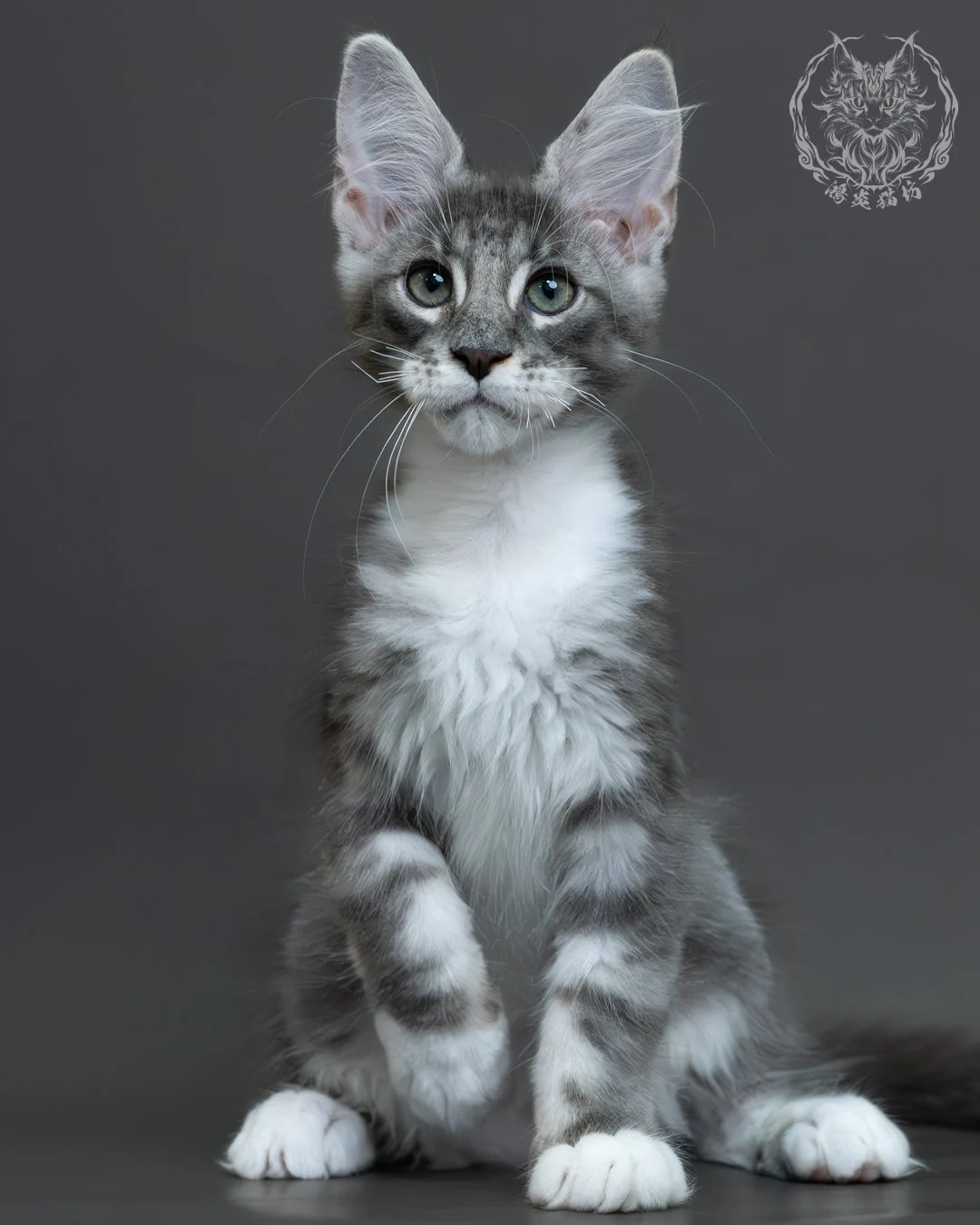 藍銀虎斑緬因貓 3