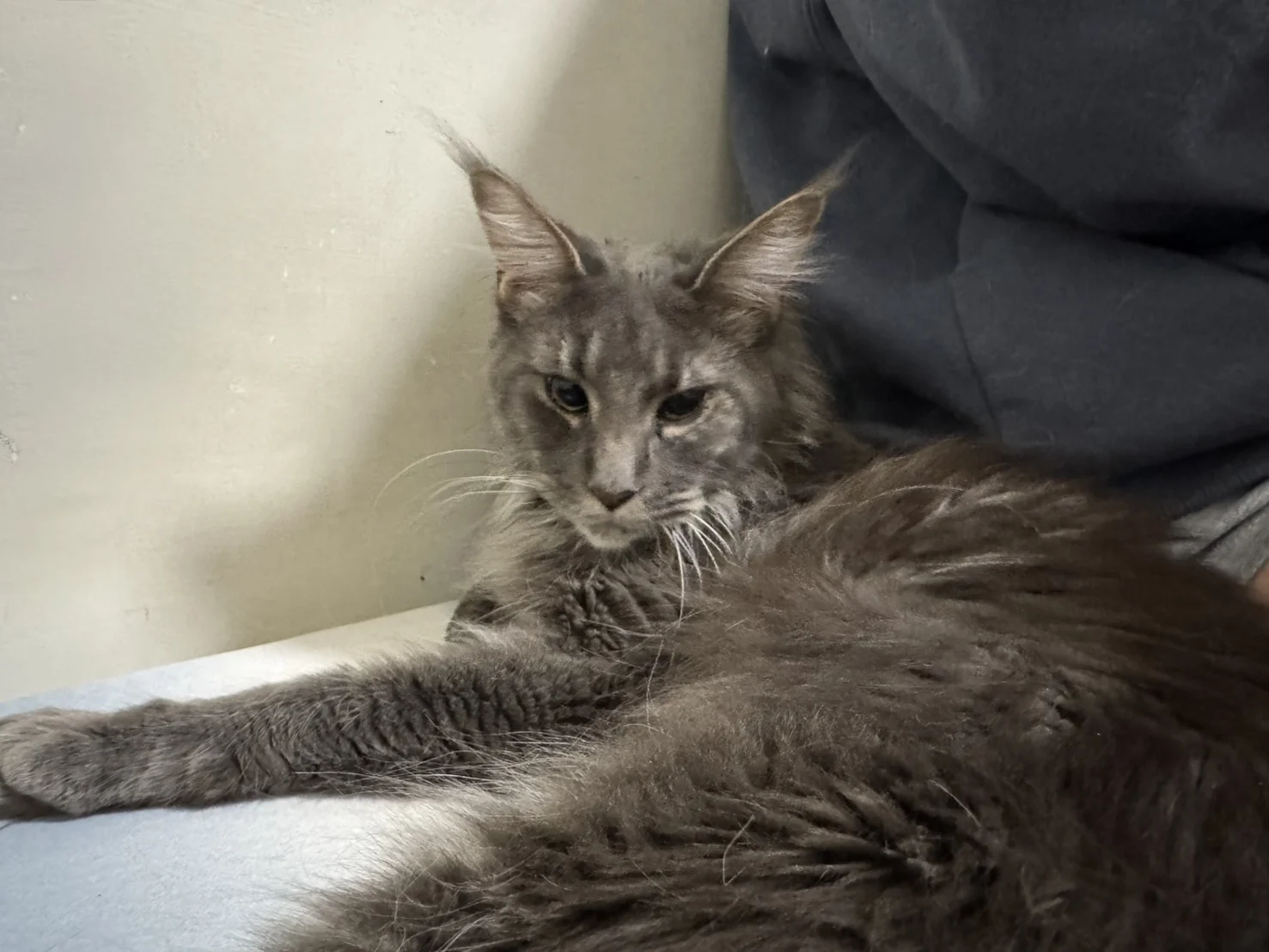 藍虎斑緬因貓 Urara 與家人互動，展現愛撒嬌的一面