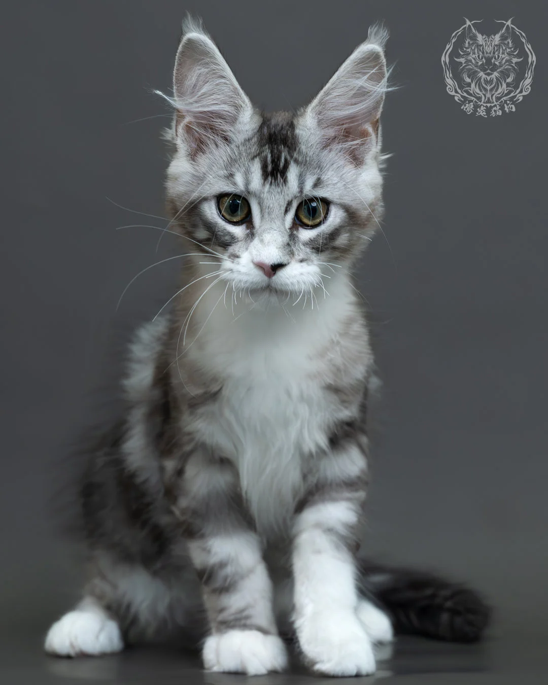 藍銀虎斑緬因貓 2