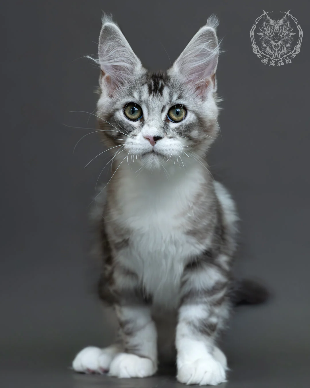 藍銀虎斑緬因貓 4