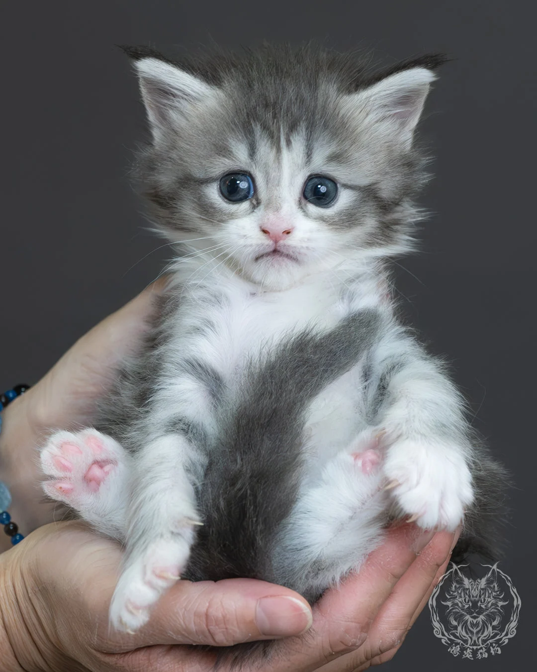 藍銀虎斑緬因貓 4