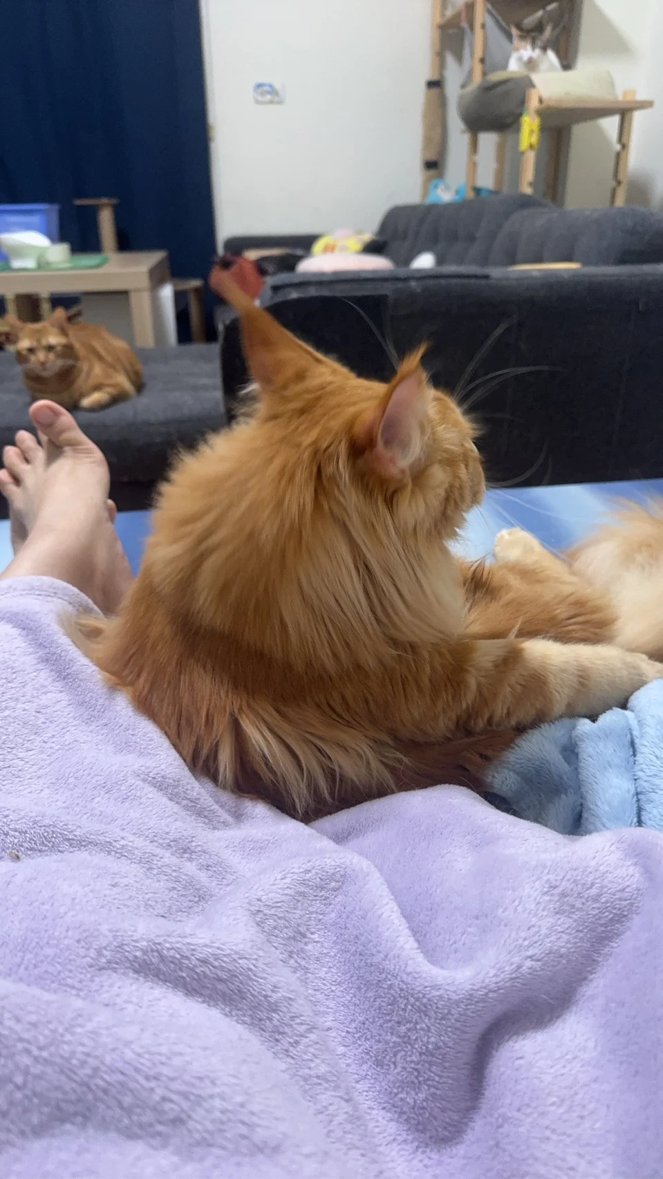 Hongyan Maine Coon Halu Daily Life 01.jpg