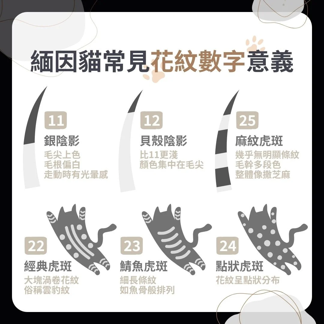 緬因貓花紋數字