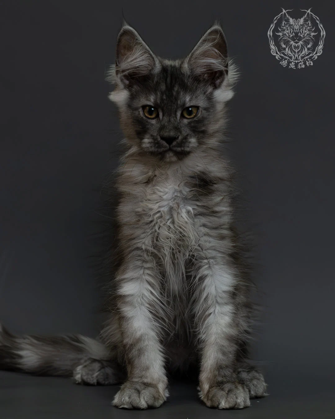 黑銀虎斑緬因貓 1