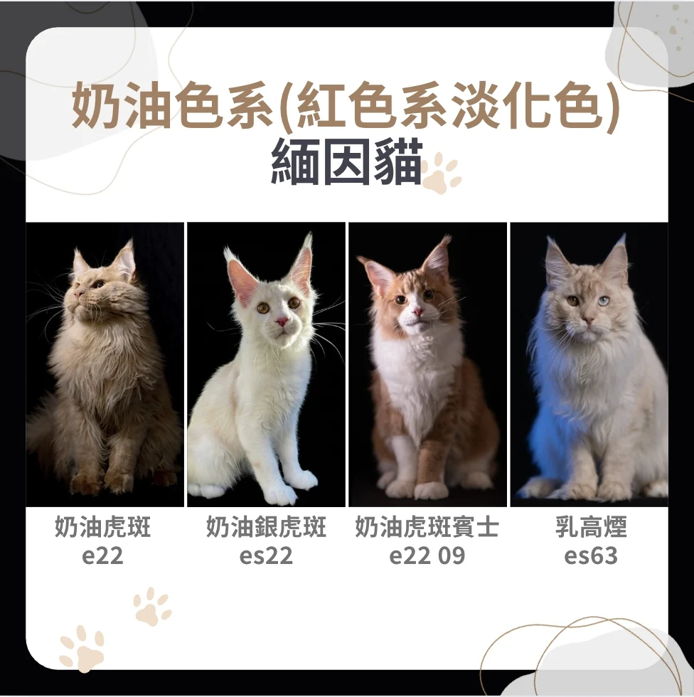 奶油色系緬因貓